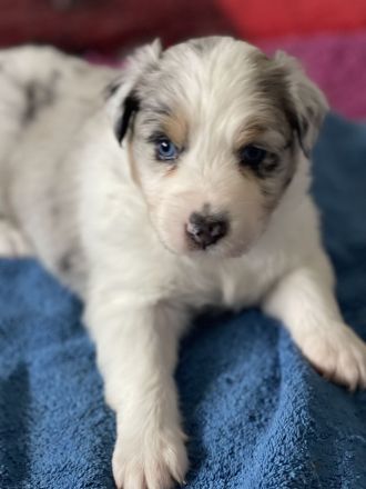 Traumhafte Australian Shepherd Welpen gelandet