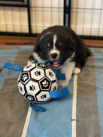 Traumhafte Australian Shepherd Welpen gelandet