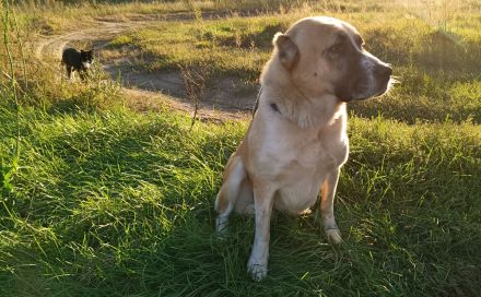 Mittelasiatischer Owtscharka, Alabai.