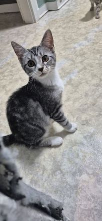 Maine Coon - EKH - Mix