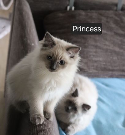 Ragdoll-Kitten Mädchen sucht ein neues Zuhause