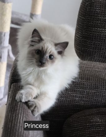 Ragdoll-Kitten Mädchen sucht ein neues Zuhause