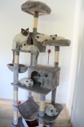 Ragdoll-Kitten Mädchen sucht ein neues Zuhause