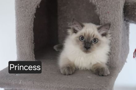 Ragdoll-Kitten Mädchen sucht ein neues Zuhause