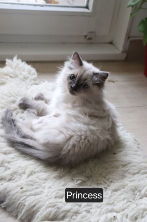 Ragdoll-Kitten Mädchen sucht ein neues Zuhause