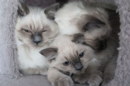 Ragdoll-Kitten Mädchen sucht ein neues Zuhause