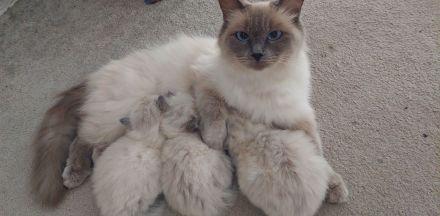 Ragdoll-Kitten Mädchen sucht ein neues Zuhause