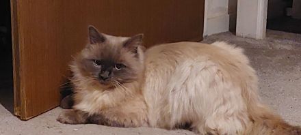 Ragdoll-Kitten Mädchen sucht ein neues Zuhause