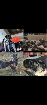 Carne Corso Amstaff Männchen 8 monate