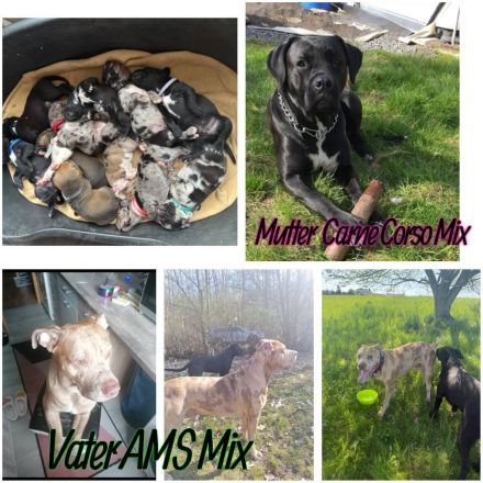 Carne Corso Amstaff Männchen 8 monate