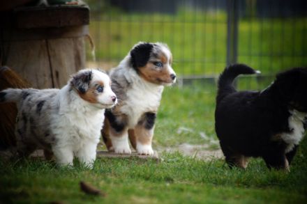 Mini Australian Shepherd Welpen