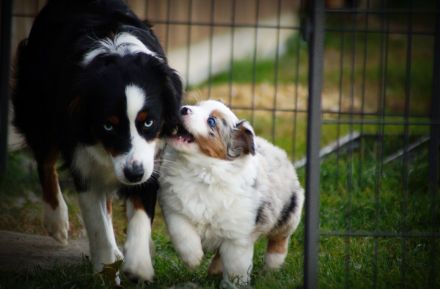 Mini Australian Shepherd Welpen
