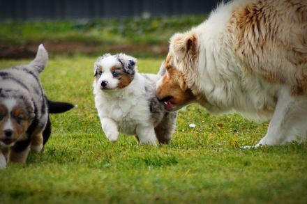 Mini Australian Shepherd Welpen