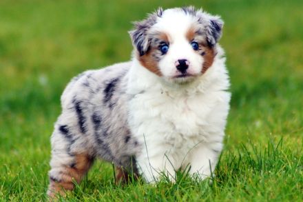 Mini Australian Shepherd Welpen
