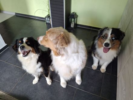 Mini Australian Shepherd Welpen