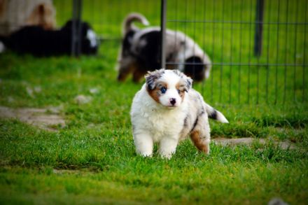 Mini Australian Shepherd Welpen
