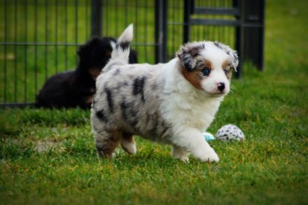 Mini Australian Shepherd Welpen