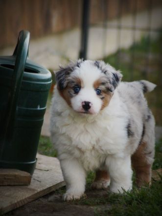 Mini Australian Shepherd Welpen