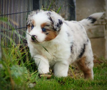 Mini Australian Shepherd Welpen