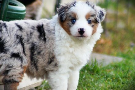 Mini Australian Shepherd Welpen