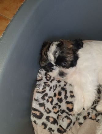 Wunderschöne Shih-tzu pekinese Chihuahua Welpen