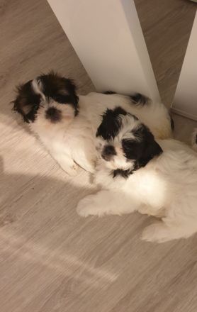 Wunderschöne Shih-tzu pekinese Chihuahua Welpen
