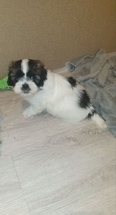 Wunderschöne Shih-tzu pekinese Chihuahua Welpen