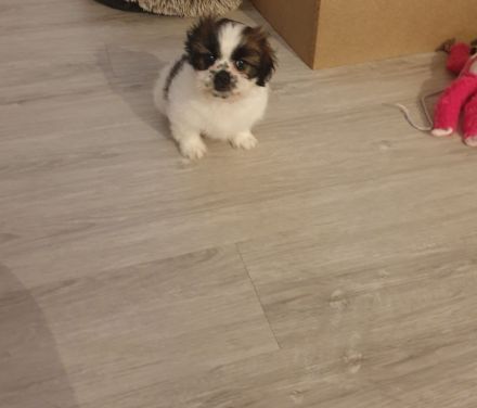 Wunderschöne Shih-tzu pekinese Chihuahua Welpen