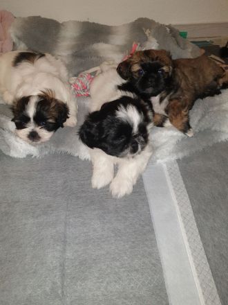 Wunderschöne Shih-tzu pekinese Chihuahua Welpen