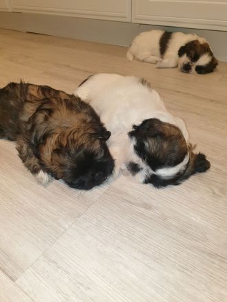 Wunderschöne Shih-tzu pekinese Chihuahua Welpen