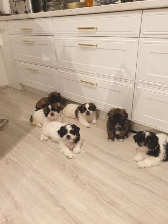 Wunderschöne Shih-tzu pekinese Chihuahua Welpen