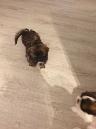 Wunderschöne Shih-tzu pekinese Chihuahua Welpen