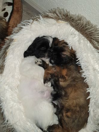Wunderschöne Shih-tzu pekinese Chihuahua Welpen