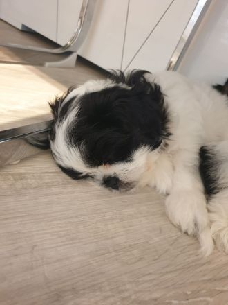 Wunderschöne Shih-tzu pekinese Chihuahua Welpen