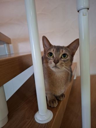 Abessinier Kitten in blue