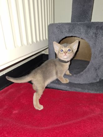 Abessinier Kitten in blue