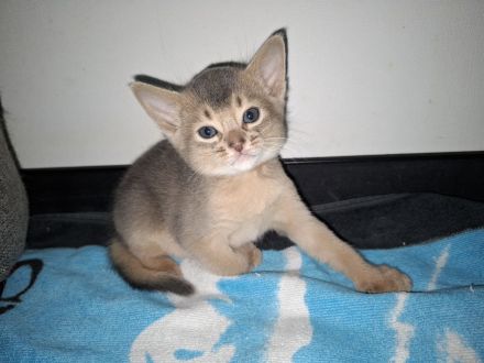 Abessinier Kitten in blue