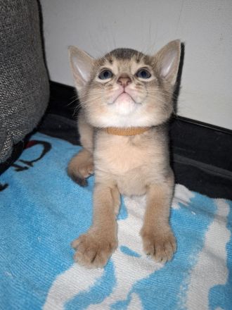 Abessinier Kitten in blue