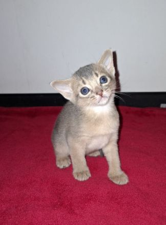 Abessinier Kitten in blue