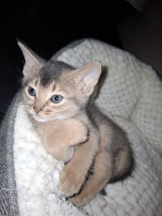 Abessinier Kitten in blue
