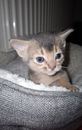 Abessinier Kitten in blue