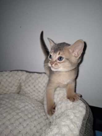 Abessinier Kitten in blue
