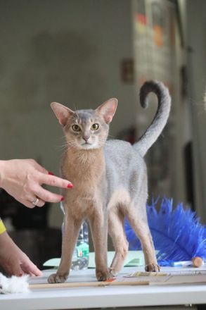 Abessinier Kitten in blue