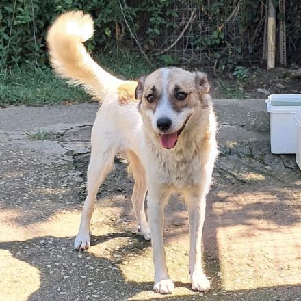 Hündin Eri / kastriert / in einer Pflegestelle in 47918 Tönisvorst / NRW