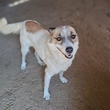 Hündin Eri / kastriert / in einer Pflegestelle in 47918 Tönisvorst / NRW