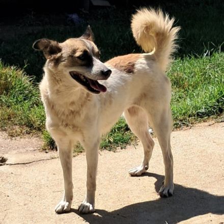 Hündin Eri / kastriert / in einer Pflegestelle in 47918 Tönisvorst / NRW