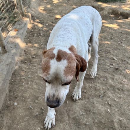 Notfellchen Odysseus / männlich, kastriert / derzeit noch in Griechenland