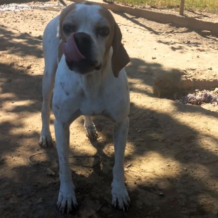 Notfellchen Odysseus / männlich, kastriert / derzeit noch in Griechenland