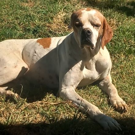 Notfellchen Odysseus / männlich, kastriert / derzeit noch in Griechenland