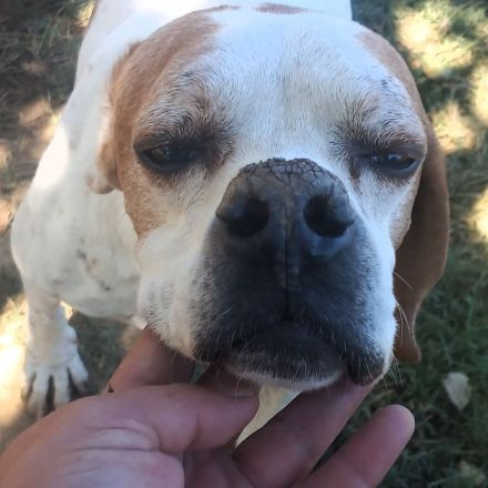 Notfellchen Odysseus / männlich, kastriert / derzeit noch in Griechenland